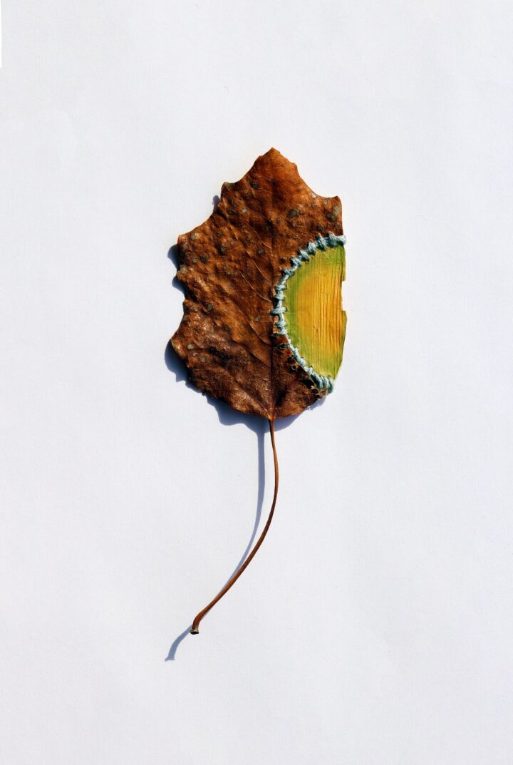 Daniela Canessa Reyes. De la serie “Especies”. 2020.