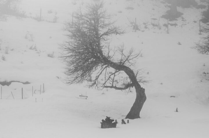 Patricia Pichun Carvajal. Territorio en silencio, la vida que se manifiesta. 2019.