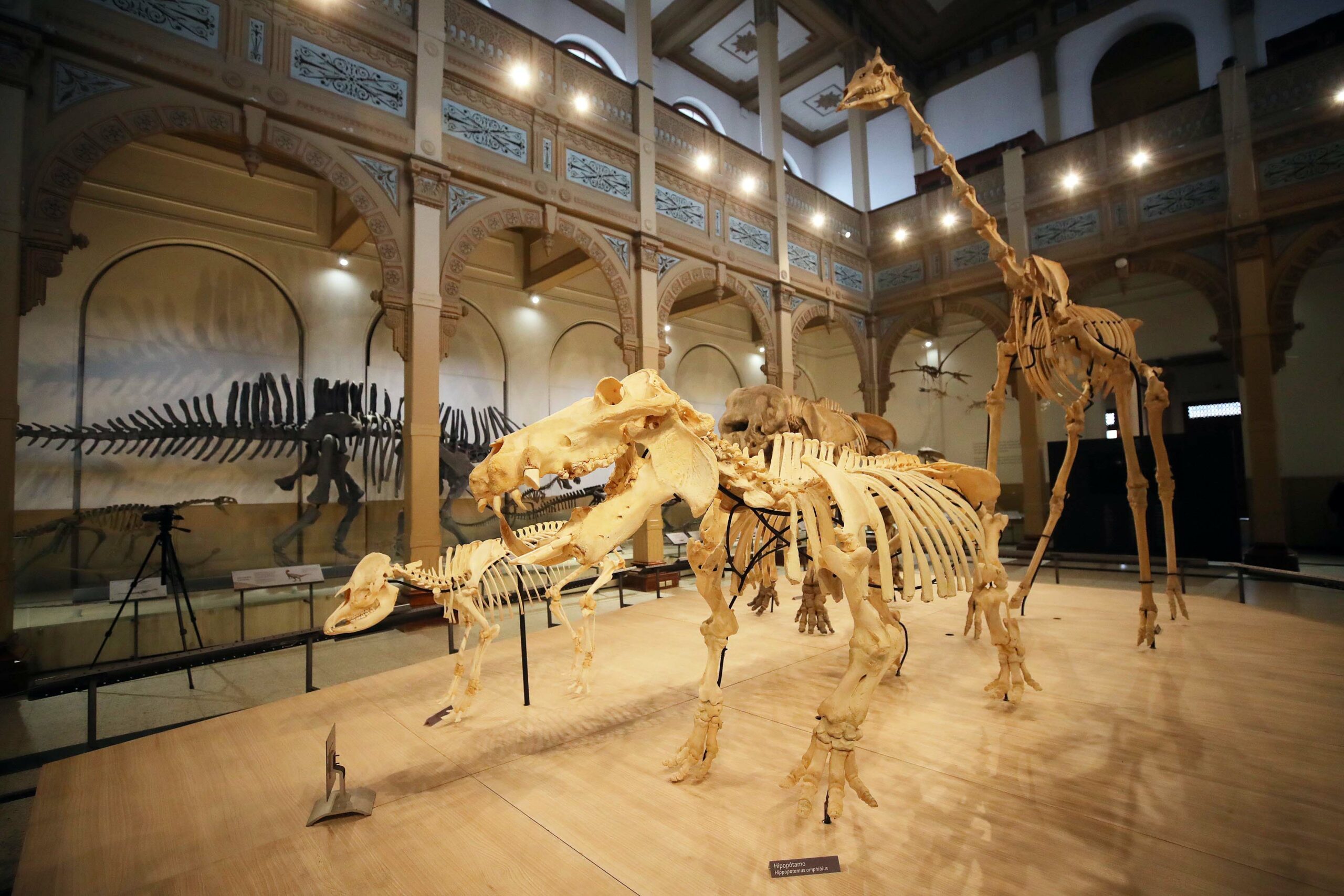 Ministro de las Culturas inaugura la segunda parte de la muestra “Vertebrados, Anatomía–Evolución–Extinción” en el Museo Nacional de Historia Natural